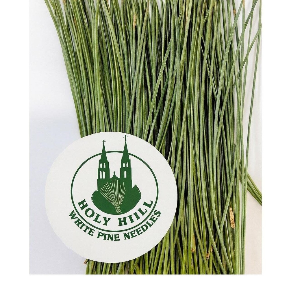 Fresh Eastern White Pine Needles Tea Crafts Aromatic Natural Foraged Bundle 6oz